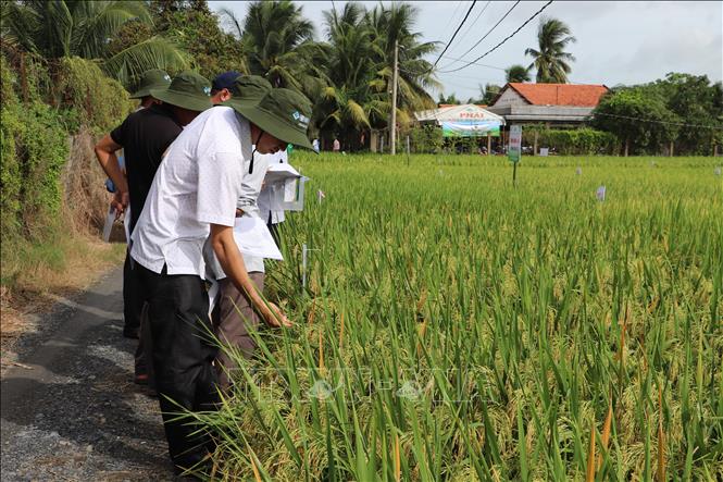 Các nông dân tham quan ruộng lúa giống trình diễn của Đại học Cần Thơ. Ảnh: Hồng Nhung - TTXVN