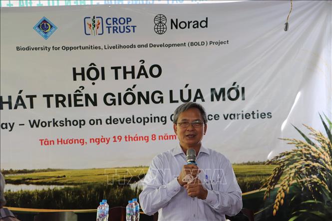 PGS. TS Huỳnh Quang Tín, đồng tác giả 2 giống lúa Nông Dân 1 và Nông Dân 2, giới thiệu quy trình sản xuất chọn tạo giống lúa. Ảnh: Hồng Nhung - TTXVN