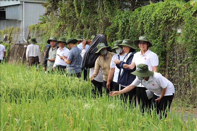 Các nông dân tham quan ruộng lúa giống trình diễn của Đại học Cần Thơ. Ảnh: Hồng Nhung - TTXVN