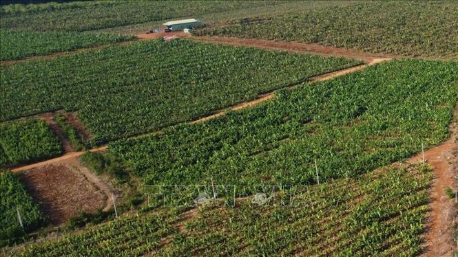 Đồng Nai đặt mục tiêu quy hoạch 27.500 ha diện tích trồng chuối, đạt sản lượng 1.375.000 tấn vào năm 2030. Ảnh: Nhật Bình – TTXVN