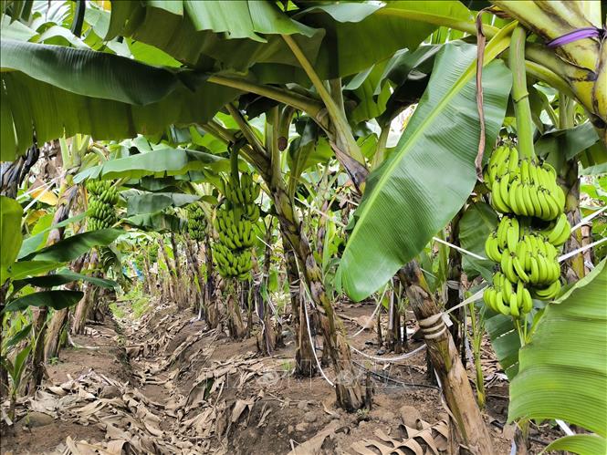 Đồng Nai áp dụng đồng bộ các quy trình sản xuất tiến tiến, an toàn, chú trọng kỹ thuật bao buồng, chống đổ và đẩy mạnh cơ giới hóa trong sản xuất chuối tập trung. Ảnh: Nhật Bình – TTXVN