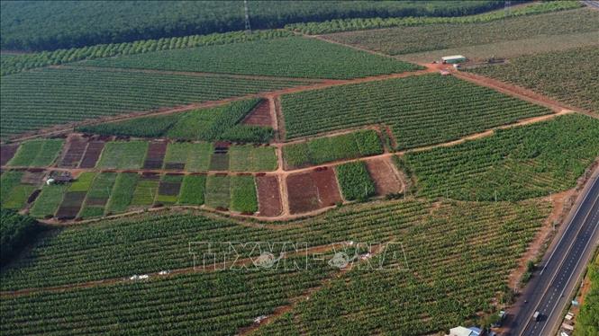 Đồng Nai quy hoạch 27.500 ha diện tích trồng chuối, đạt sản lượng 1.375.000 tấn vào năm 2030. Ảnh: Nhật Bình – TTXVN