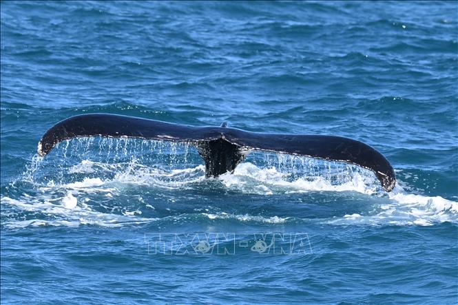 Cá voi lưng gù tại vùng biển Abrolhos Archipelago, Bahia, Brazil, ngày 18/8/2026. Ảnh: THX/TTXVN phát