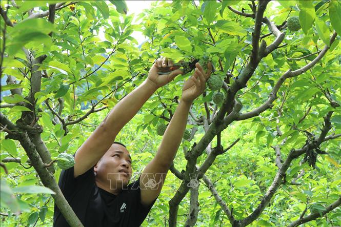 Farmers in Cai Kinh commune, Lang Son province, prune their staggered-harvest custard apple orchards. VNA Photo: Quang Duy