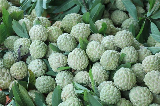 Lang Son custard apples. VNA Photo: Quang Duy