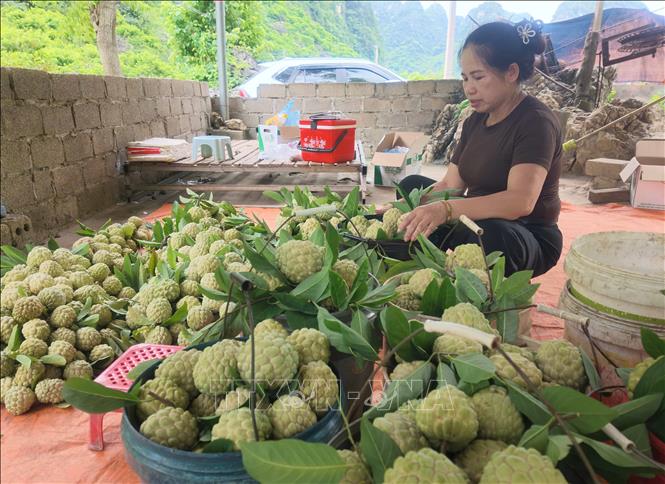 Custard apples are sorted into different quality-grades after harvest. VNA Photo: Quang Duy