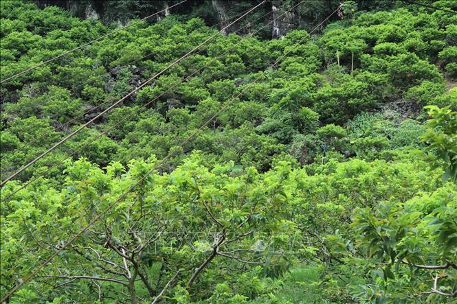 Custard apple orchard next to rocky terrain in Lang Son province. VNA Photo: Quang Duy