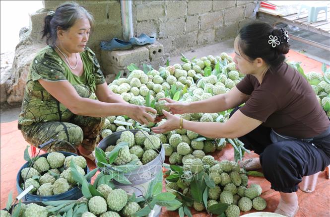 Farmers in Cai Kinh commune, Lang Son province, organise and sort custard apples after harvest. VNA Photo: Quang Duy