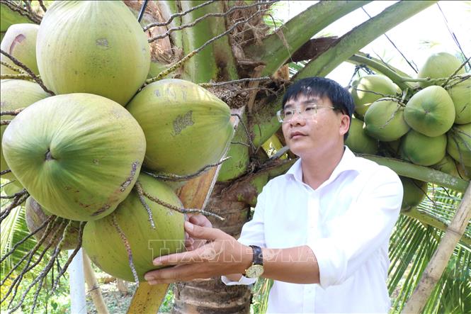 Vườn dừa sáp ở phường Nguyệt Hóa, tỉnh Vĩnh Long được trồng từ giống cấy phôi do Đại học Trà Vinh nghiên cứu và thương mại hóa. Ảnh: Thanh Hòa - TTXVN