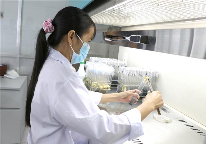 Cán bộ Đại học Trà Vinh thực hiện cấy phôi dừa sáp trong phòng thí nghiệm, góp phần đưa kết quả nghiên cứu vào sản xuất và thương mại hóa. Ảnh: Thanh Hòa - TTXVN