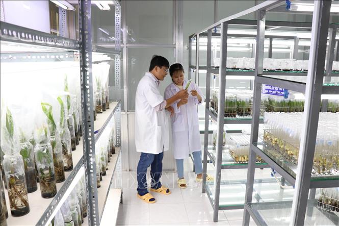 Cán bộ Đại học Trà Vinh kiểm tra phôi giống dừa sáp trong phòng thí nghiệm. Ảnh: Thanh Hòa - TTXVN