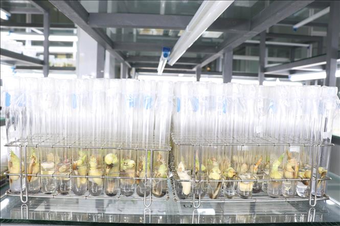 Cây giống dừa sáp được nhân giống bằng phương pháp nuôi cấy phôi tại Đại học Trà Vinh. Đây là kết quả đã được thương mại hóa, góp phần nâng cao hiệu quả sản xuất cho nông dân Đồng bằng sông Cửu Long. Ảnh: Thanh Hòa - TTXVN