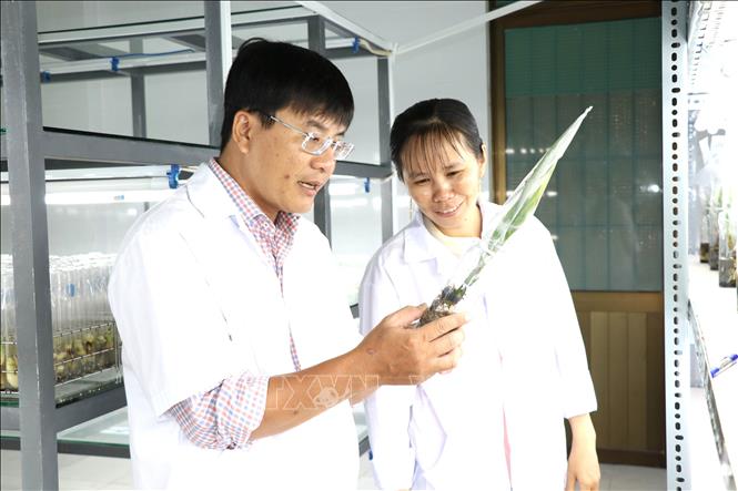 Cán bộ Đại học Trà Vinh kiểm tra phôi giống dừa sáp trong phòng thí nghiệm. Ảnh: Thanh Hòa - TTXVN