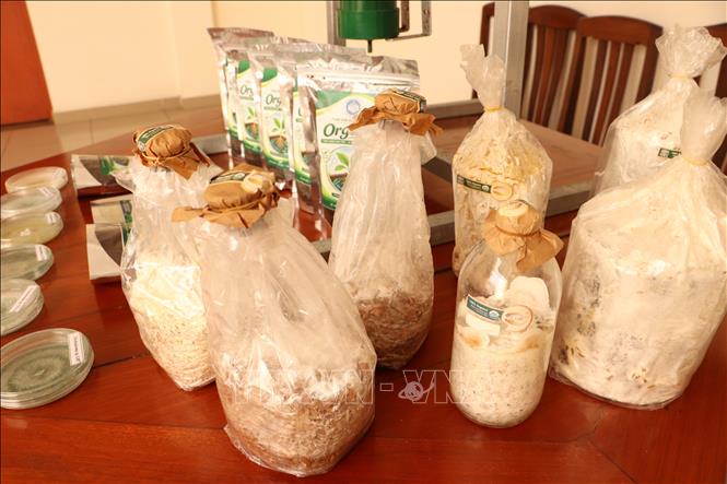 Meo nấm Trichoderma được ủ sẵn để nông dân trồng sầu riêng cấy vào gốc cây sầu riêng. Ảnh: Hồng Nhung – TTXVN