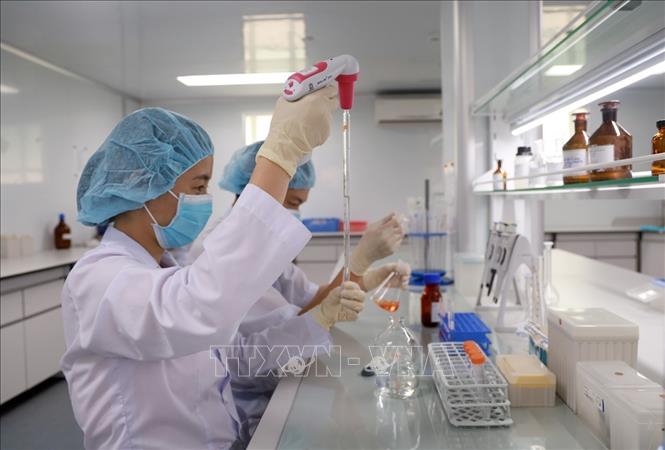 Nghiên cứu viên tại Viện Vắc xin và Sinh phẩm Y tế - Bộ Y tế (trụ sở tại tỉnh Khánh Hòa) nghiên cứu, kiểm định vaccine. Ảnh: Xuân Triệu - TTXVN