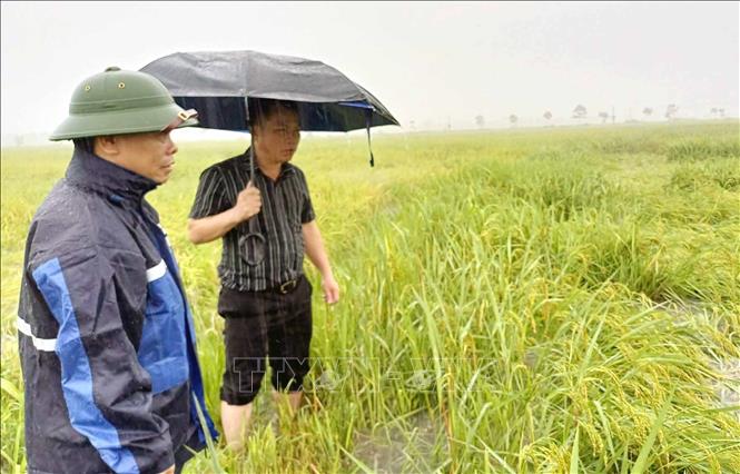 Lãnh đạo xã Mai Phụ kiểm tra tình hình mưa lớn làm ngã đổ lúa Hè Thu. Ảnh: Công Tường - TTXVN