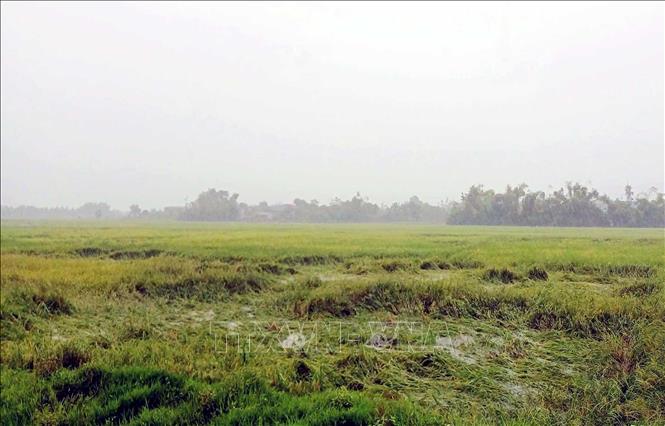 Mưa lớn gây ngập úng, đổ ngã lúa Hè Thu. Ảnh: Công Tường - TTXVN