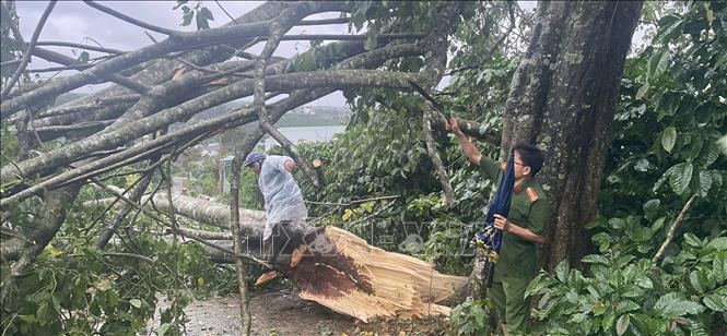 Lực lượng chức năng phường 2 Bảo Lộc, tỉnh Lâm Đồng phối hợp xử lý cây xanh ngã đổ sau mưa lớn, gió giật mạnh chiều 20/8. Ảnh: TTXVN phát