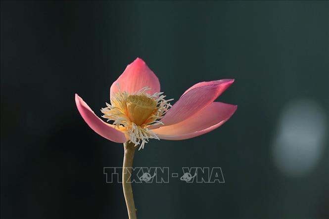 A lotus flower crafted from traditional *tò he* (figurine) materials—a blend of ordinary rice flour and glutinous rice flour. VNA Photo: Phạm Tuấn Anh
