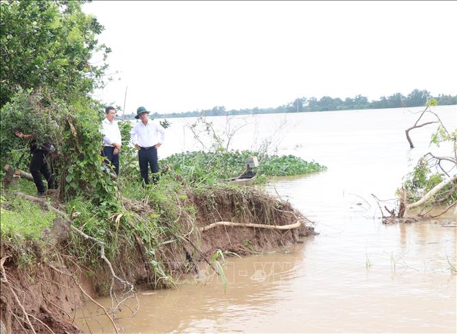 Khu vực sạt lở tại xã cù lao Qưới Thiện. Ảnh: Phúc Sơn - TTXVN