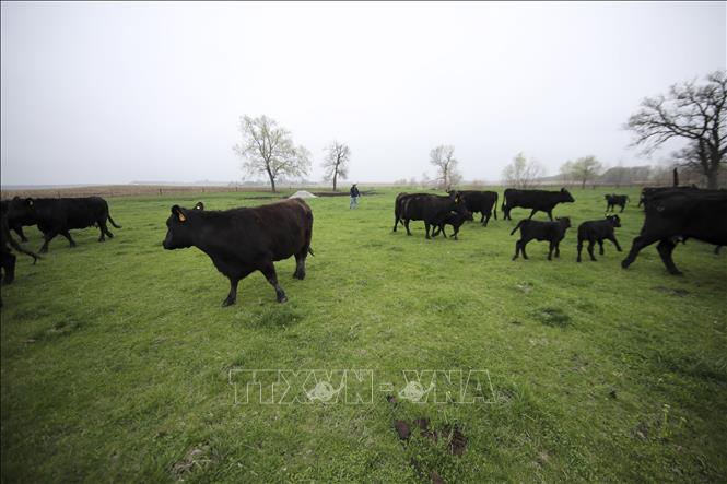 Bò được nuôi tại trang trại ở Atlantic, Iowa, Mỹ. Ảnh: THX/TTXVN phát