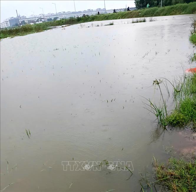 Nhiều diện tích lúa, hoa màu bị ngập. Ảnh: Đồng Thúy- TTXVN