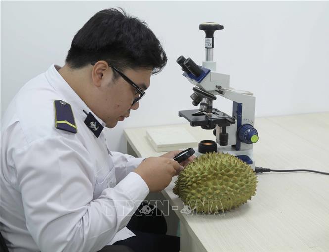 Sầu riêng quả tươi được cán bộ Kiểm dịch thực vật cửa khẩu quốc tế Hữu Nghị kiểm tra kỹ lưỡng. Ảnh: Quang Duy – TTXVN