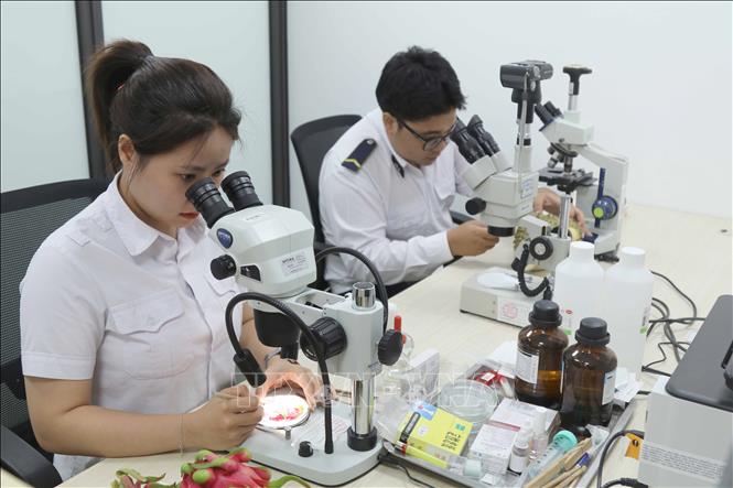 Lực lượng Kiểm dịch thực vật cửa khẩu quốc tế Hữu Nghị kiểm tra, giám sát theo quy định đối với các lô nông sản xuất nhập khẩu. Ảnh: Quang Duy – TTXVN