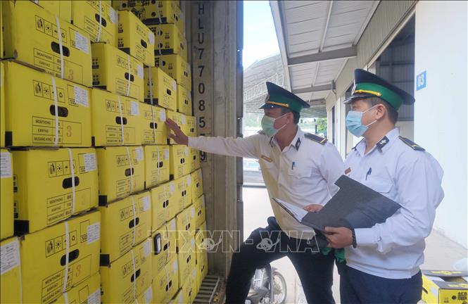 Lực lượng Kiểm dịch thực vật Tân Thanh, tỉnh Lạng Sơn, giám sát lô nông sản xuất khẩu. Ảnh: Quang Duy – TTXVN