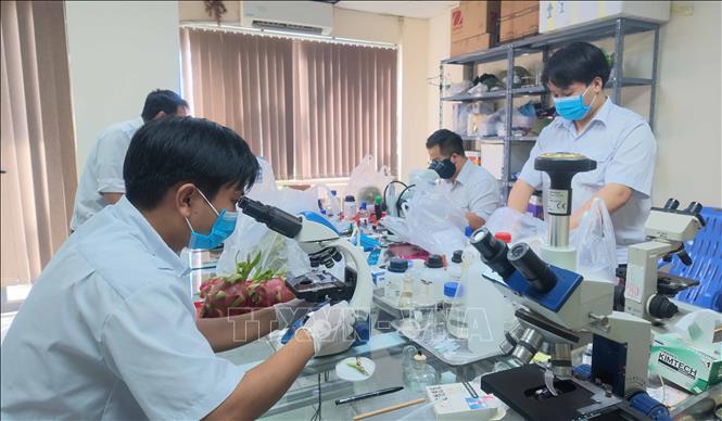 Lực lượng Kiểm dịch thực vật Tân Thanh, tỉnh Lạng Sơn kiểm tra, giám sát theo quy định đối với các lô nông sản xuất nhập khẩu. Ảnh: Quang Duy – TTXVN