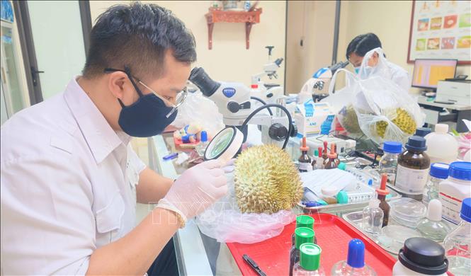 Cán bộ Trạm Kiểm dịch thực vật Tân Thanh, tỉnh Lạng Sơn, kiểm tra mẫu sầu riêng xuất khẩu. Ảnh: Quang Duy – TTXVN