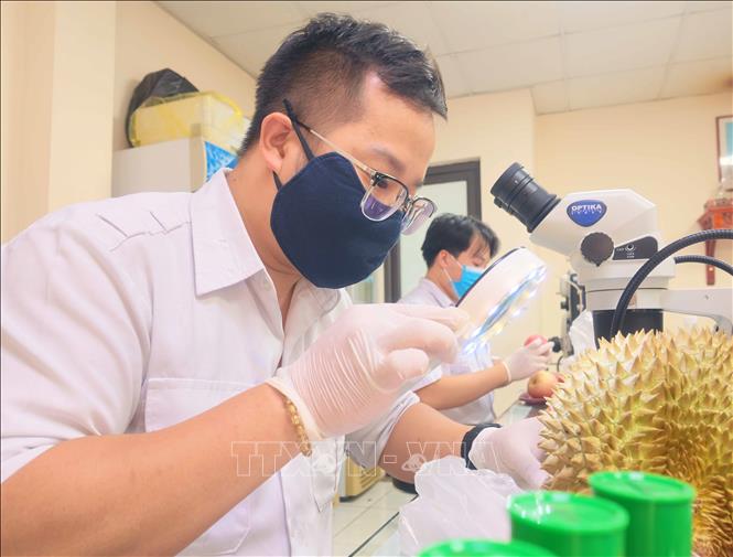 Sầu riêng xuất khẩu được lực lượng Kiểm dịch thực vật kiểm tra kỹ lưỡng theo quy trình. Ảnh: Quang Duy – TTXVN