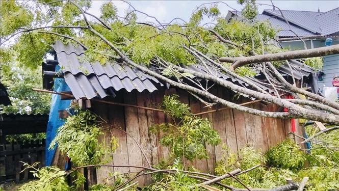 Cây đổ lên mái nhà một hộ dân ở xã Tam Kim. Ảnh: TTXVN phát