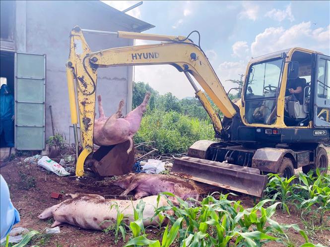 Tiêu hủy lợn đàn lợn mắc bệnh. Ảnh: TTXVN phát 