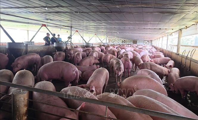 Hàng trăm con lợn tại 1 trại chăn nuôi ở Đồng Nai nhiễm chất cấm. Ảnh: Công Phong - TTXVN