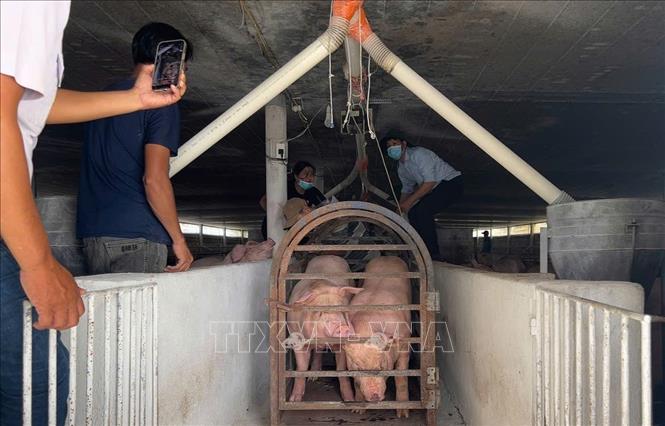 Đưa lợn nhiễm chất cấm tại 1 trạng chăn nuôi ở Đồng Nai đi tiêu hủy. Ảnh: Công Phong - TTXVN