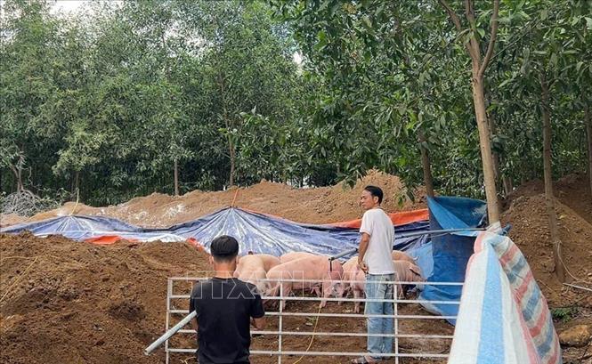Tiêu hủy lợn nhiễm chất cấm tại xã Hưng Thịnh, thành phố Đồng Nai. Ảnh: Công Phong - TTXVN