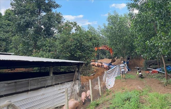 Tiêu hủy lợn nhiễm chất cấm tại trại chăn nuôi ở xã Hưng Thịnh, thành phố Đồng Nai. Ảnh: Công Phong - TTXVN