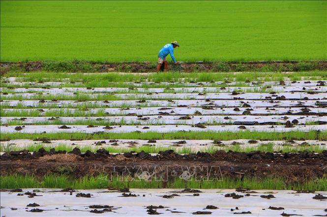Trồng rau màu tại xã Vị Thủy, thành phố Cần Thơ. Ảnh: Duy Khương – TTXVN