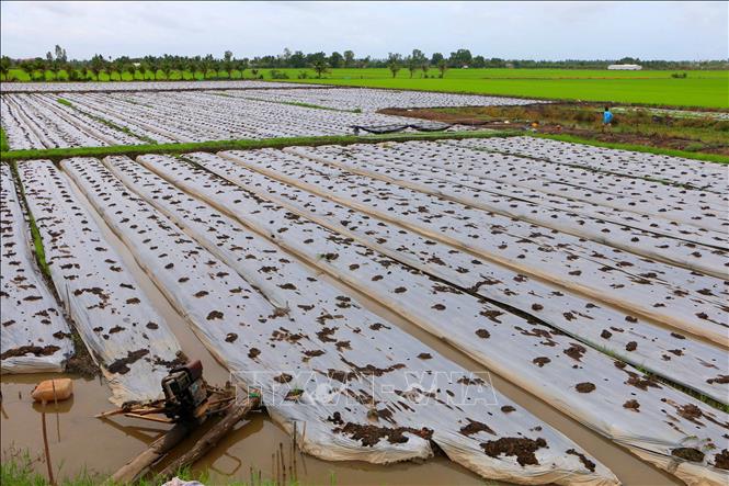 Trồng rau màu tại xã Vị Thủy, thành phố Cần Thơ. Ảnh: Duy Khương – TTXVN