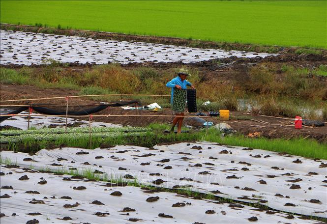 Trồng rau màu tại xã Vị Thủy, thành phố Cần Thơ. Ảnh: Duy Khương – TTXVN