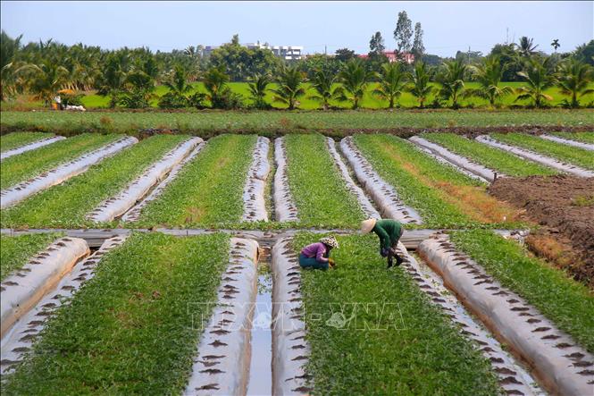 Trồng rau màu tại xã Vị Thủy, thành phố Cần Thơ. Ảnh: Duy Khương – TTXVN