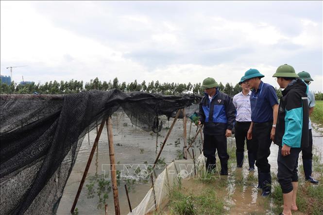 Lãnh đạo UBND xã Trần Phú kiểm tra thực tế ngập úng, chỉ đạo công tác khẩn trương tiêu úng và khắc phục thiệt hại do mưa bão gây ra. Hiện xã có khoảng 10ha lúa ngập trắng, 60ha rau mầu bị ngập và 20ha nuôi trồng thủy sản bị tràn bộ. Ảnh: Mạnh Minh – TTXVN