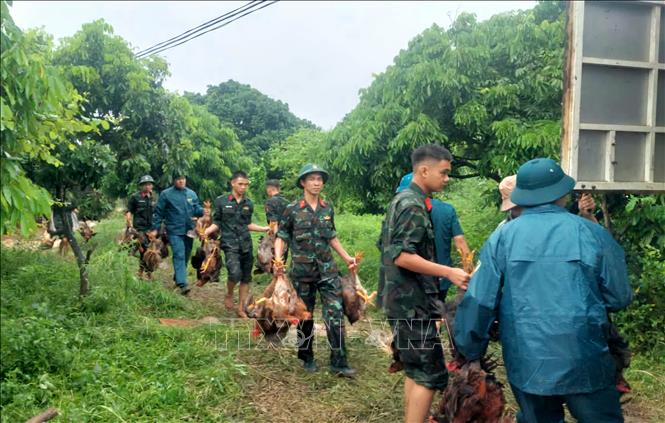 Lực lượng chức năng hỗ trợ người dân di chuyển đàn vật nuôi đến nơi an toàn. Ảnh: Đồng Thúy - TTXVN