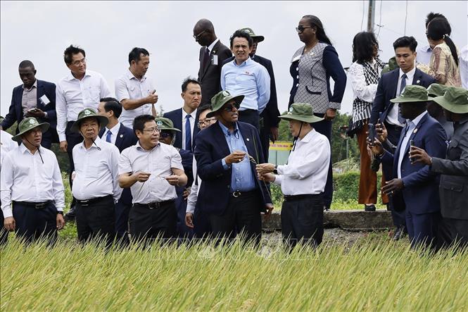 Chủ tịch Quốc hội Trần Thanh Mẫn và Chủ tịch Quốc hội Cộng hòa Côte d’Ivoire Patrick Achi đi thăm cánh đồng trình diễn giống lúa triển vọng vụ Hè - Thu 2026. Ảnh: Doãn Tấn – TTXVN