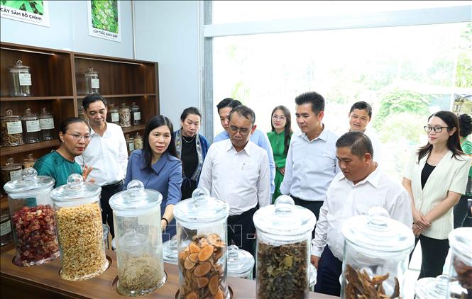 Ông Phongsavanh Siliphane, Ủy viên Trung ương Mặt trận Lào xây dựng đất nước, Ủy viên Ban Thường vụ Thành ủy, Chủ tịch Ủy ban Mặt trận Lào xây dựng đất nước Thủ đô Vientiane cùng đoàn công tác tham quan Trung tâm thảo dược Việt Nam của Hợp tác xã Hà Nội Xanh tại xã Liên Minh, thành phố Hà Nội. Ảnh: Văn Điệp – TTXVN