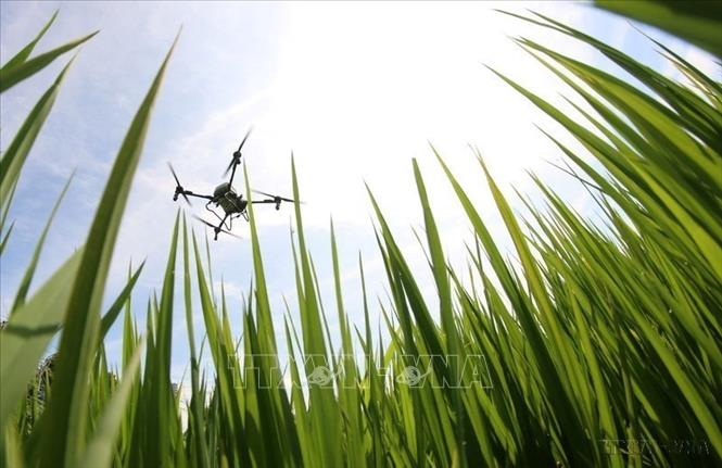  Việc ứng dụng công nghệ như drone trong gieo sạ, bón phân và phun thuốc không chỉ giúp tiết kiệm chi phí mà còn đảm bảo độ chính xác cao trong canh tác hướng tới nền nông nghiệp xanh, thích ứng với biến đổi khí hậu và nâng cao giá trị hạt gạo đang trở thành định hướng quan trọng tại thành phố Cần Thơ. Ảnh: Duy Khương – TTXVN