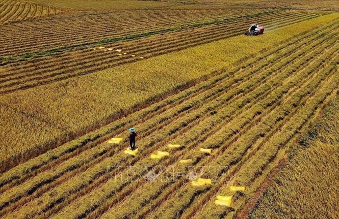 Việt Nam luôn nằm trong top những quốc gia có nền kinh tế tăng trưởng cao. Trong ảnh: Tỉnh Tây Ninh chuyển từ các mô hình sản xuất điểm sang nhân rộng quy trình canh tác bền vững trên diện rộng. Việc cơ giới hóa thu hoạch góp phần thúc đẩy chuyển đổi phương thức sản xuất lúa theo hướng hiện đại, bền vững. Ảnh: Bùi Giang – TTXVN