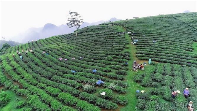 Chỉ số phát triển con người (HDI) của Việt Nam liên tục được cải thiện, thuộc nhóm các nước có mức phát triển con người trung bình cao của thế giới. Trong ảnh: Xã Tân Lập (Sơn La) triển khai nhiều mô hình kinh tế như trồng chanh leo, mận hậu, chè giúp nhiều hộ thoát nghèo, từng bước vươn lên làm giàu. Ảnh: Hữu Quyết – TTXVN