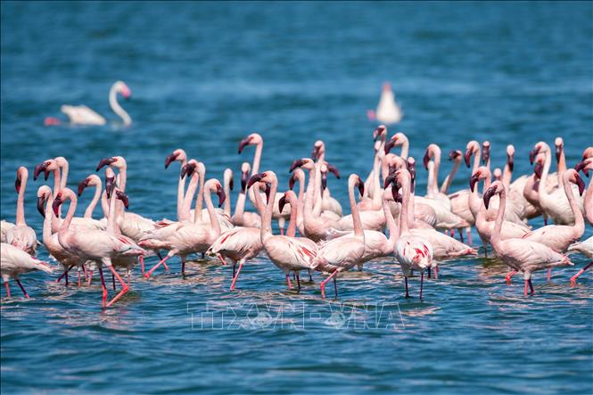 Đàn hồng hạc tại hồ Elementaita, thuộc hạt Nakuru, Kenya, trong khu vực Thung lũng Great Rift, ngày 26/8/2026. Ảnh: THX/TTXVN phát